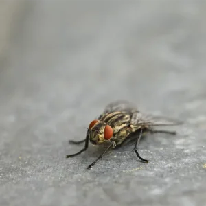 Mosca em detalhe representando insetos combatidos no serviço de desinsetização em Maringá