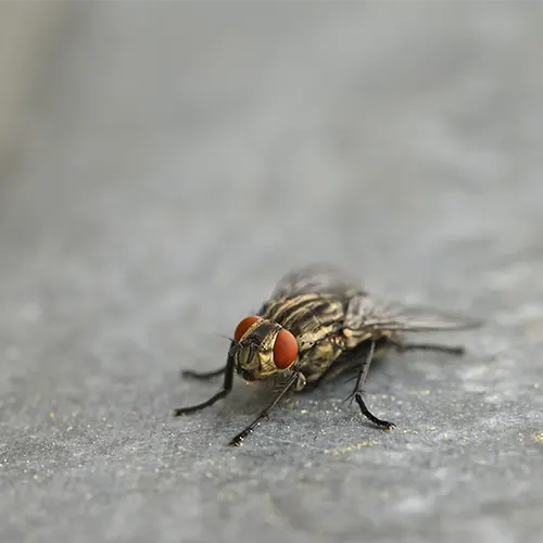 Insetos que Combatemos Mosca em detalhe representando insetos combatidos no serviço de desinsetização em Maringá