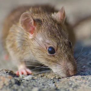 Rato em ambiente interno indicando sinais de infestação e necessidade de desratização